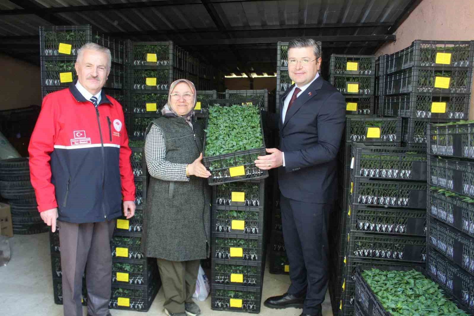 İnebolu’da çiftçilere 124 bin adet sebze fidesi dağıtıldı
