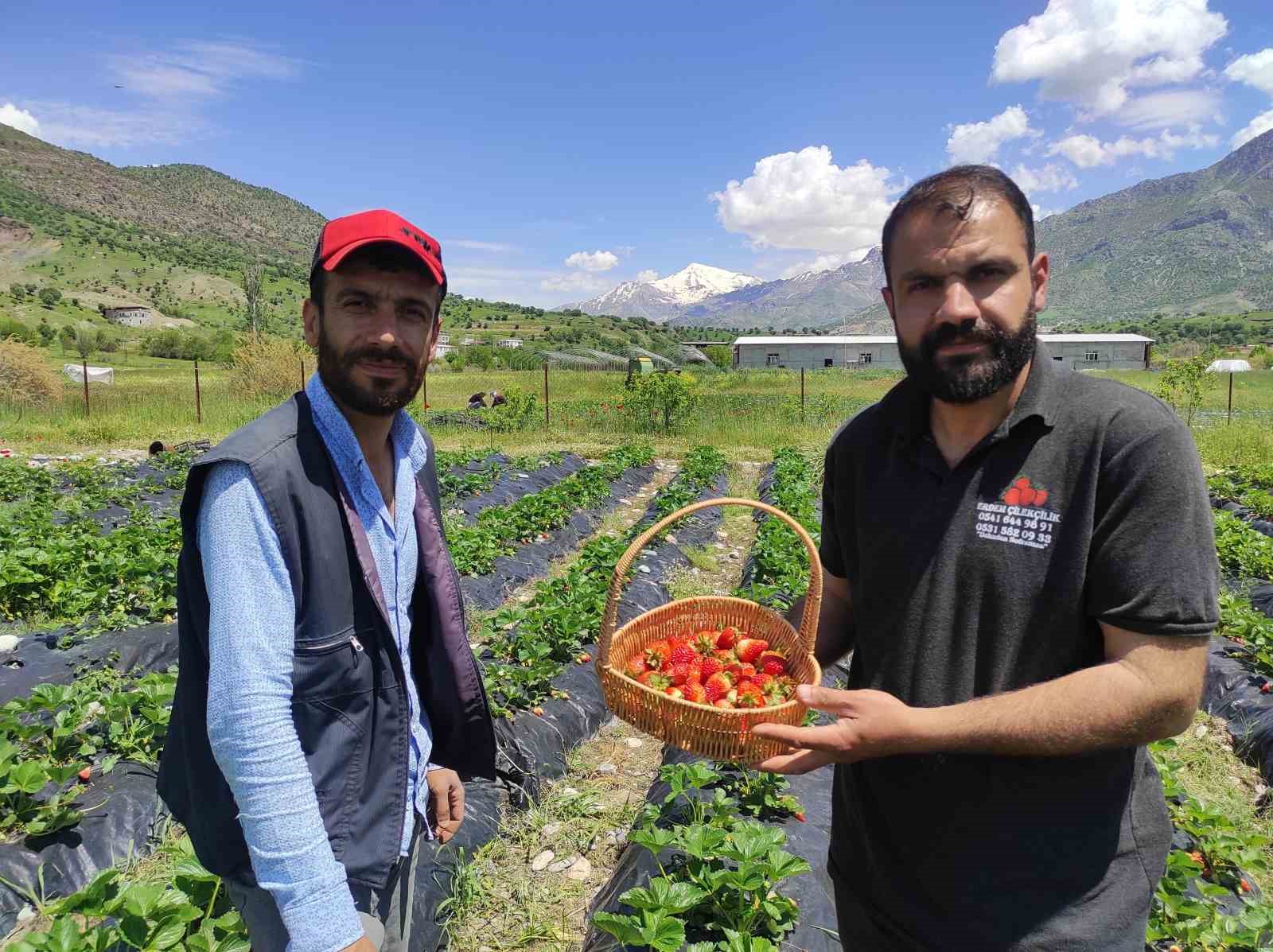 Batman’da organik Sason çileğinde yılın ilk hasadı başladı
