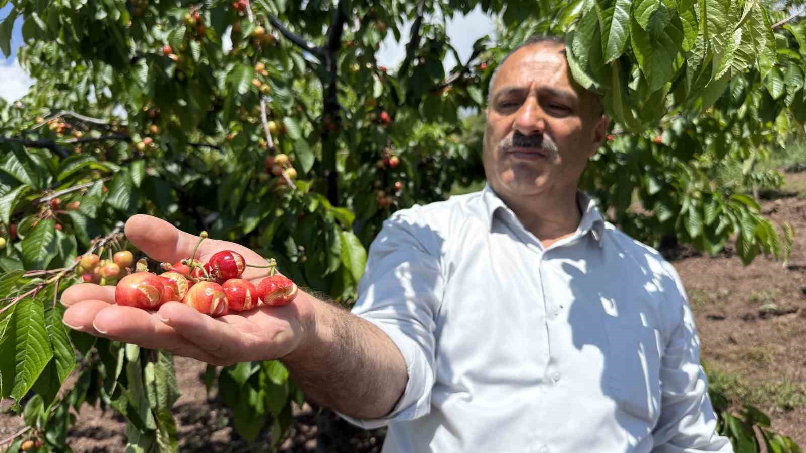 Tokat’ta aşırı yağışlar erkenci kirazı vurdu

