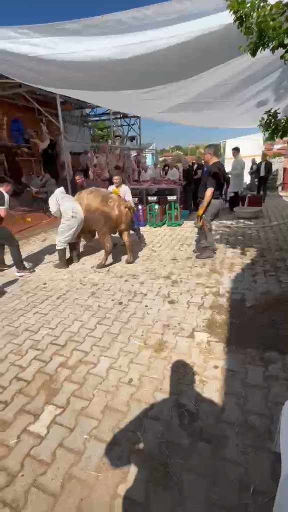 Kütahya’da kaçmaya çalışan kurbanlık kesim görevlisini savurdu
