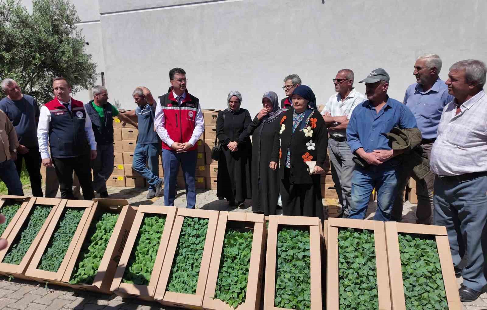Tekirdağ’da 407 üreticiye 256 bin yazlık sebze fidesi dağıtıldı

