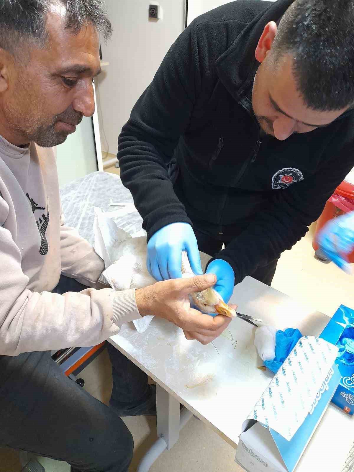 Atmacanın saldırdığı yavru kazı devlet hastanesine götürdü: İlk müdahaleyi güvenlik görevlisi yaptı
