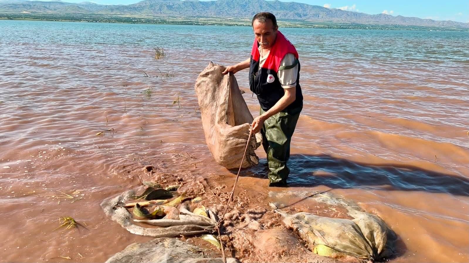 Keban baraj gölü’nde 700 kilogram canlı sazan kurtarıldı
