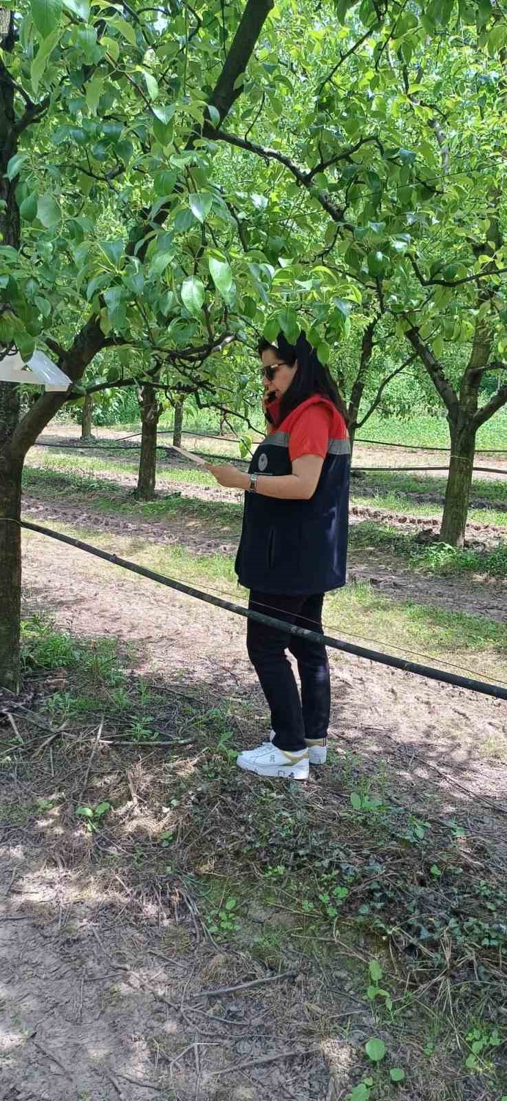 Çarşamba’da fındık üreticilerine ’kokarca’ ve ’külleme’ uyarısı
