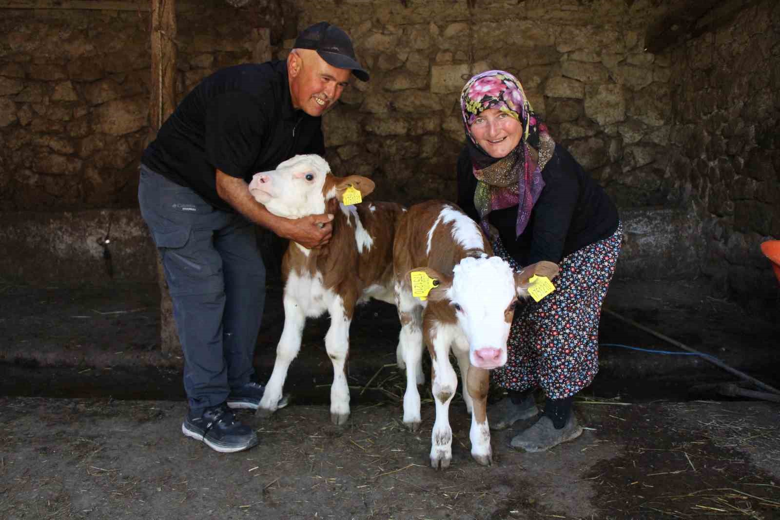 Buzağılarına hayranı oldukları şarkıcının ismini verdiler: ‘Yıldız’ ve ‘Tilbe’
