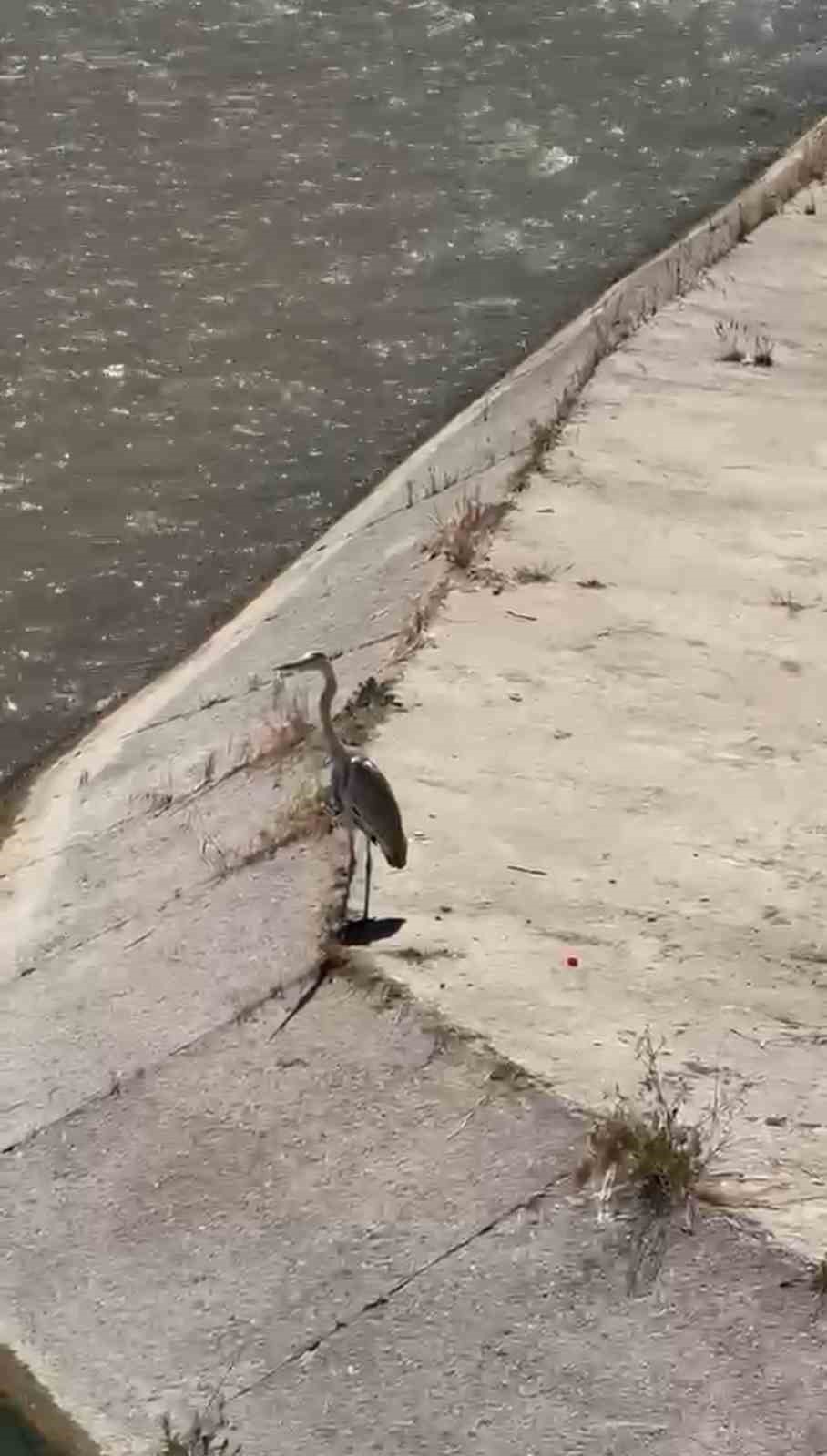 Gri balıkçıl ile martı aynı karede av bekledi
