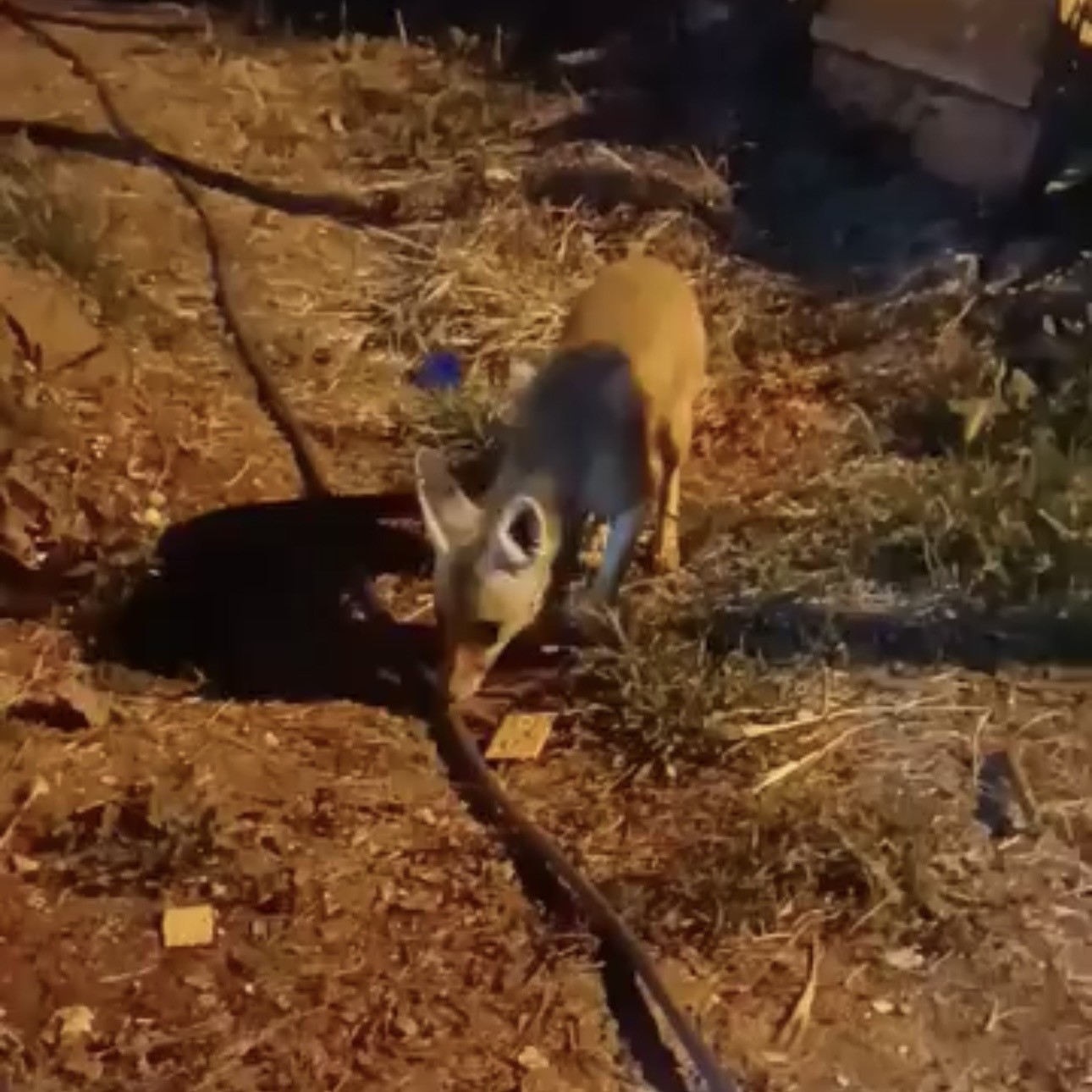 Aç kalan tilkiye ‘diyet bisküvi’ ikramı
