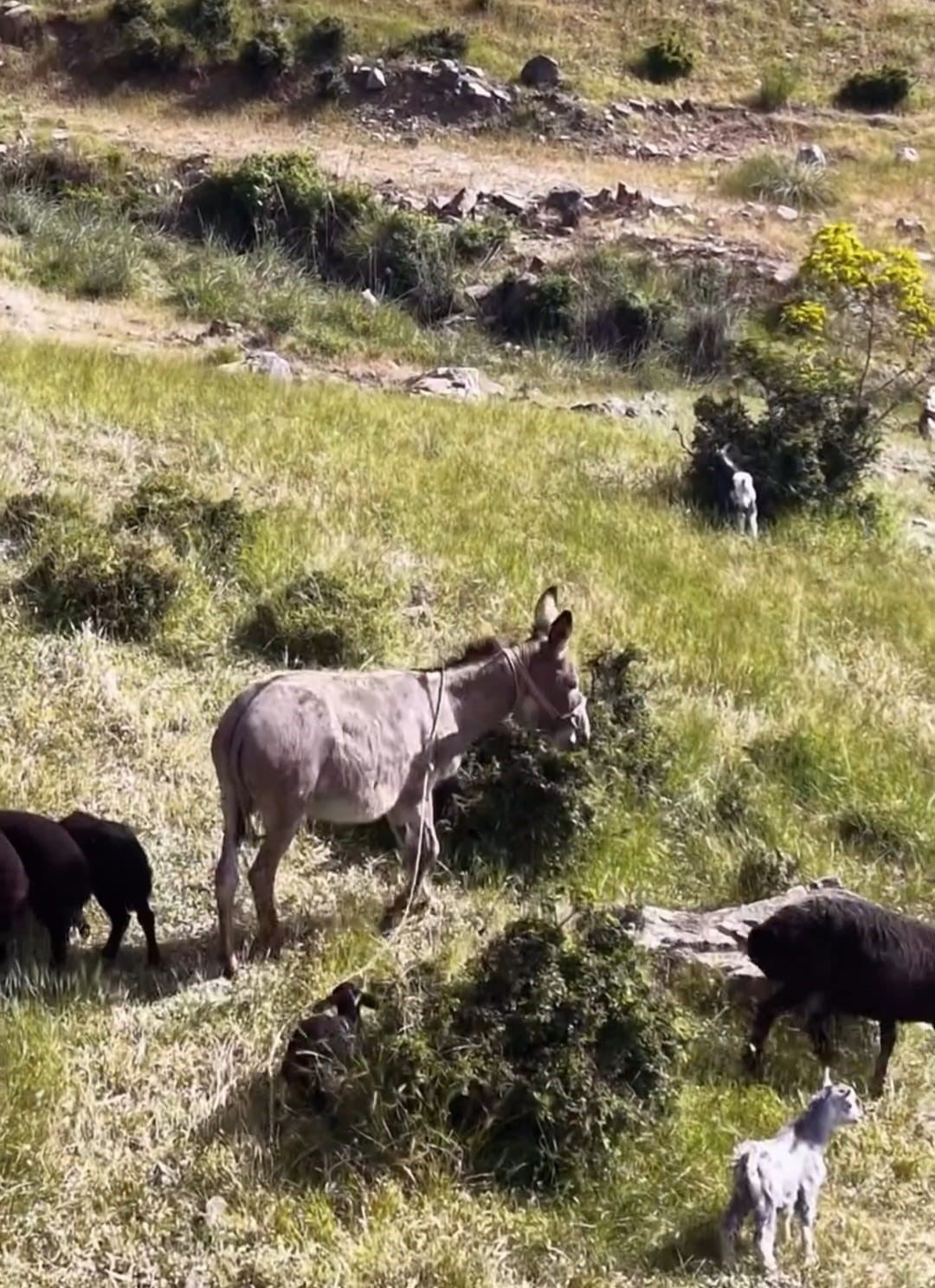 Elazığ’da sürüden ayrılan eşeği dronun sesi geri getirdi
